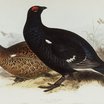 Grouse Ptarmigans And Prairie-chicke